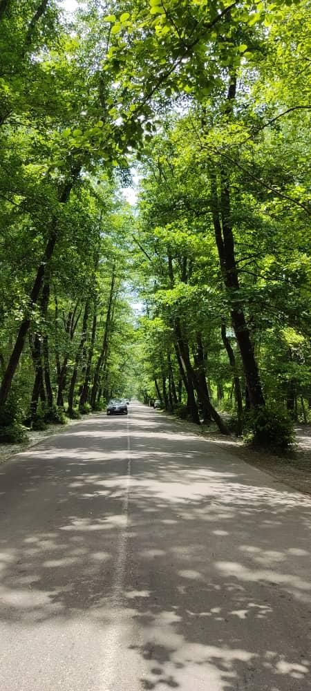 ویلاباغ 380متری/جنگلی چسبیده ب جنگل سندتکبرگ|فروش خانه و ویلا|آستانه اشرفیه, |دیوار