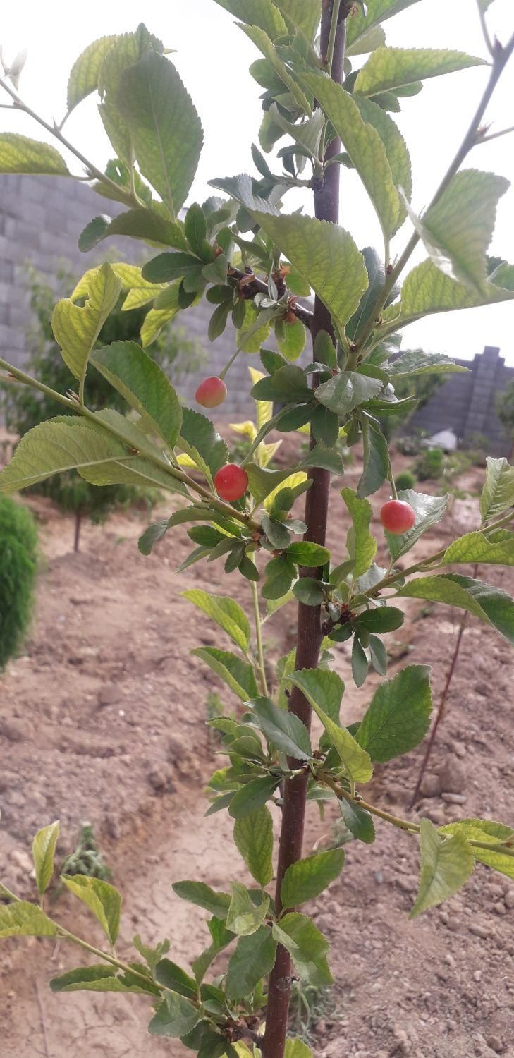 فروش زمین ۷۰۰ متری|فروش زمین و ملک کلنگی|مبارکه, |دیوار