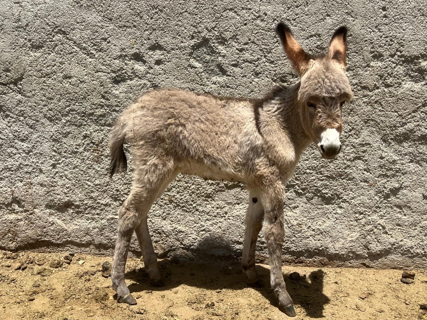 شیر الاغ تازه با بهترین خوراک دوشیدن در حضورخودتون|خوردنی و آشامیدنی|قزوین, |دیوار