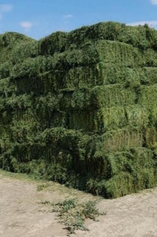 یونجه تحویلی بصورت بسته وکوبیده|خدمات باغبانی و درختکاری|نهاوند, |دیوار