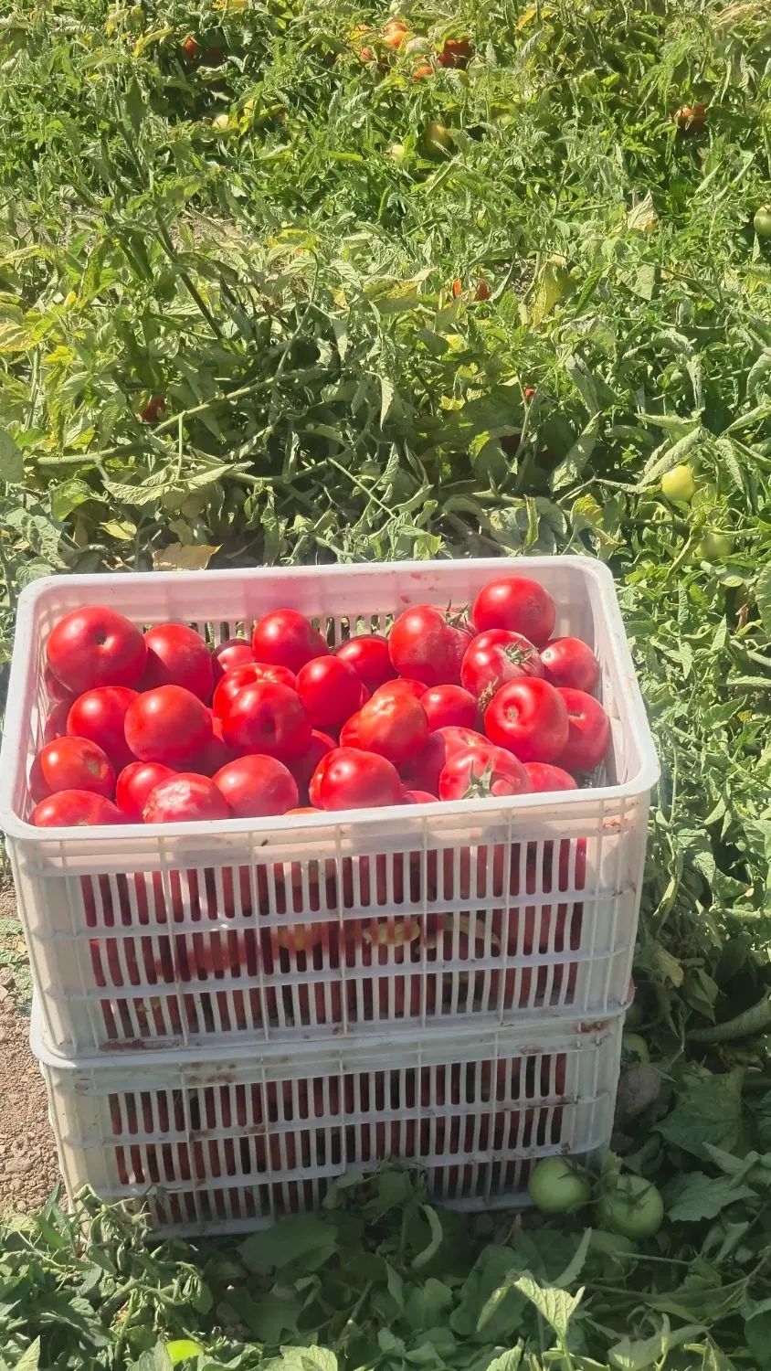 گوجه همراه دستگاه تمام اتوماتیک ارسال درب منزل|عمده‌فروشی|محمدشهر, عباس آباد|دیوار