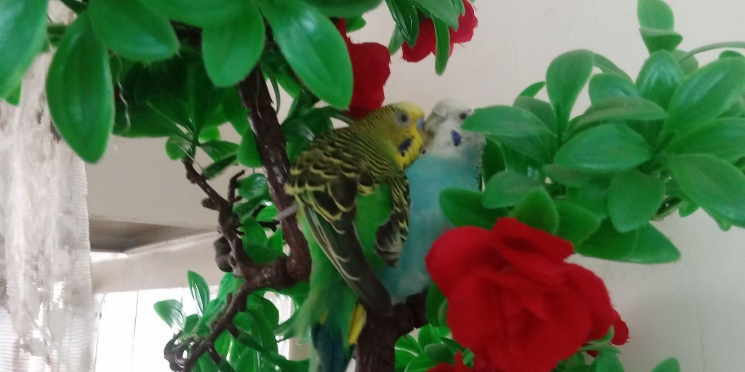 فقط تماس پاسخگو هستم جفتش ۲۹۰|پرنده|بیجار, |دیوار