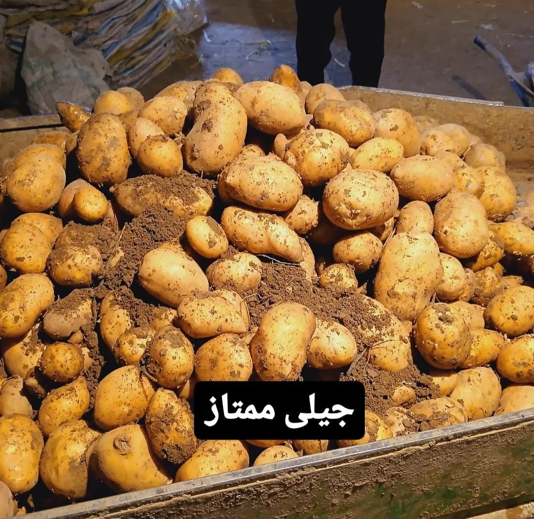 فروش100تن سیب زمینی درجه یک|اسکان اضطراری|همدان, |دیوار