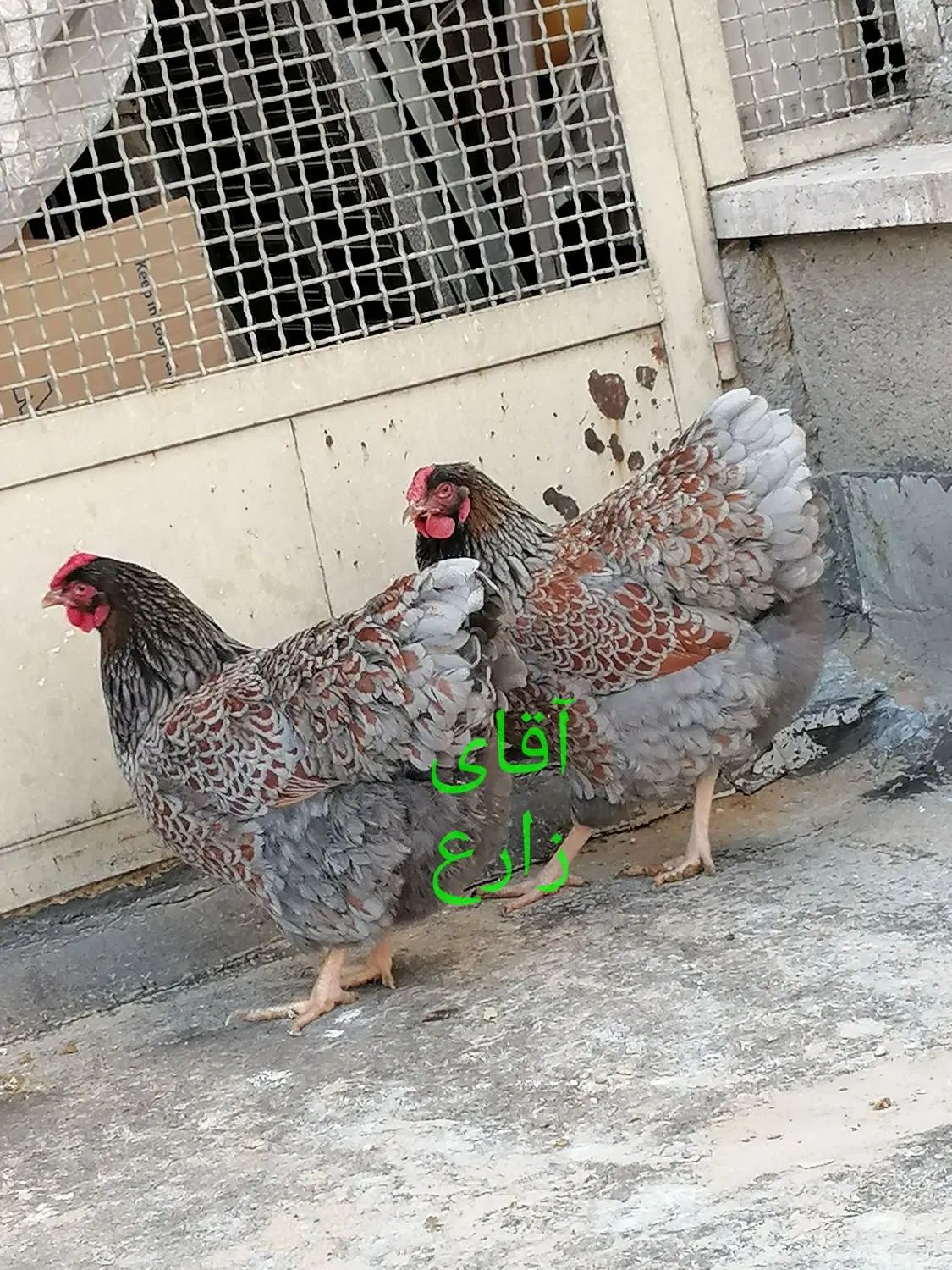 جوجه و نیمچه مرغ و خروس نژاد ویاندوت اصل|حیوانات مزرعه|تهران, مهران (سیدخندان)|دیوار