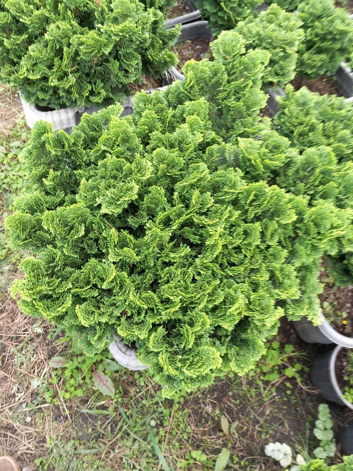 گل.گیاه|گل و گیاه طبیعی|تنکابن, |دیوار