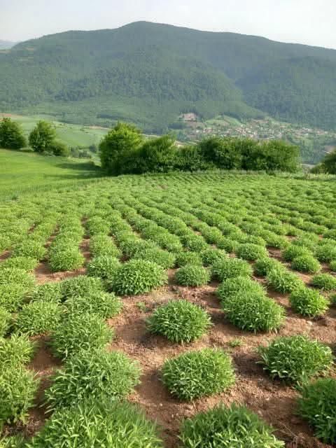 کارشناس گل و گیاهان آپارتمانی، باغات و مزارع|گل و گیاه طبیعی|خرم‌آباد, |دیوار