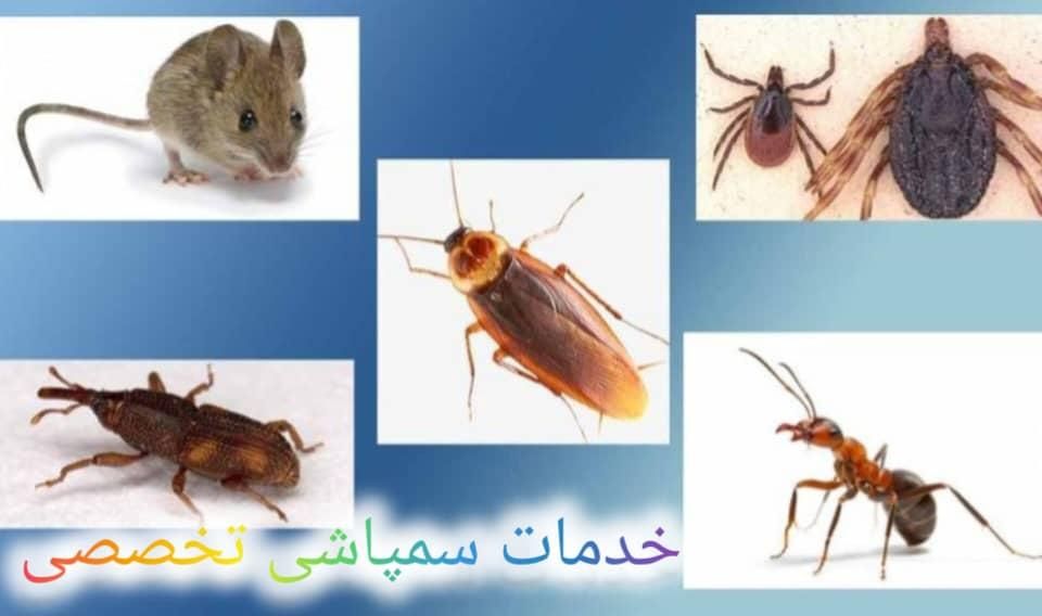 سمپاشی صددرصد تضمینی سم پاشی سوسک و ساس و ...|خدمات نظافت|تهران, تهرانپارس غربی|دیوار