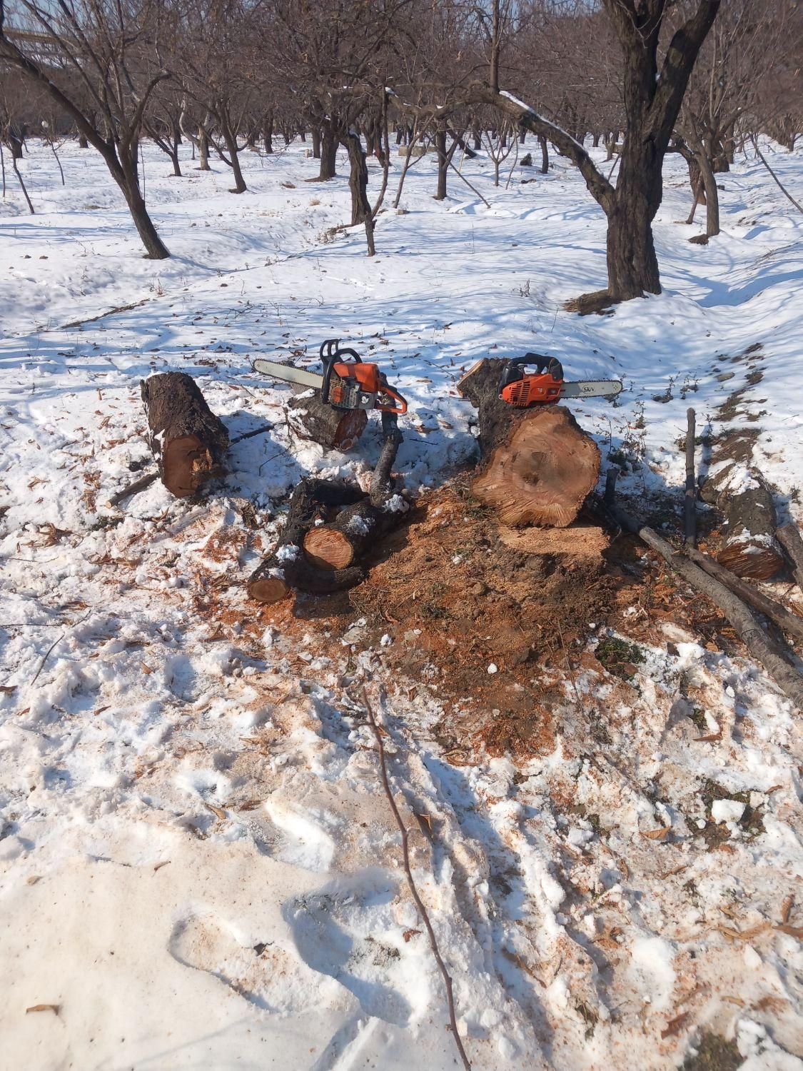 خریدهمه نوع چوب|خدمات باغبانی و درختکاری|چهارباغ, |دیوار