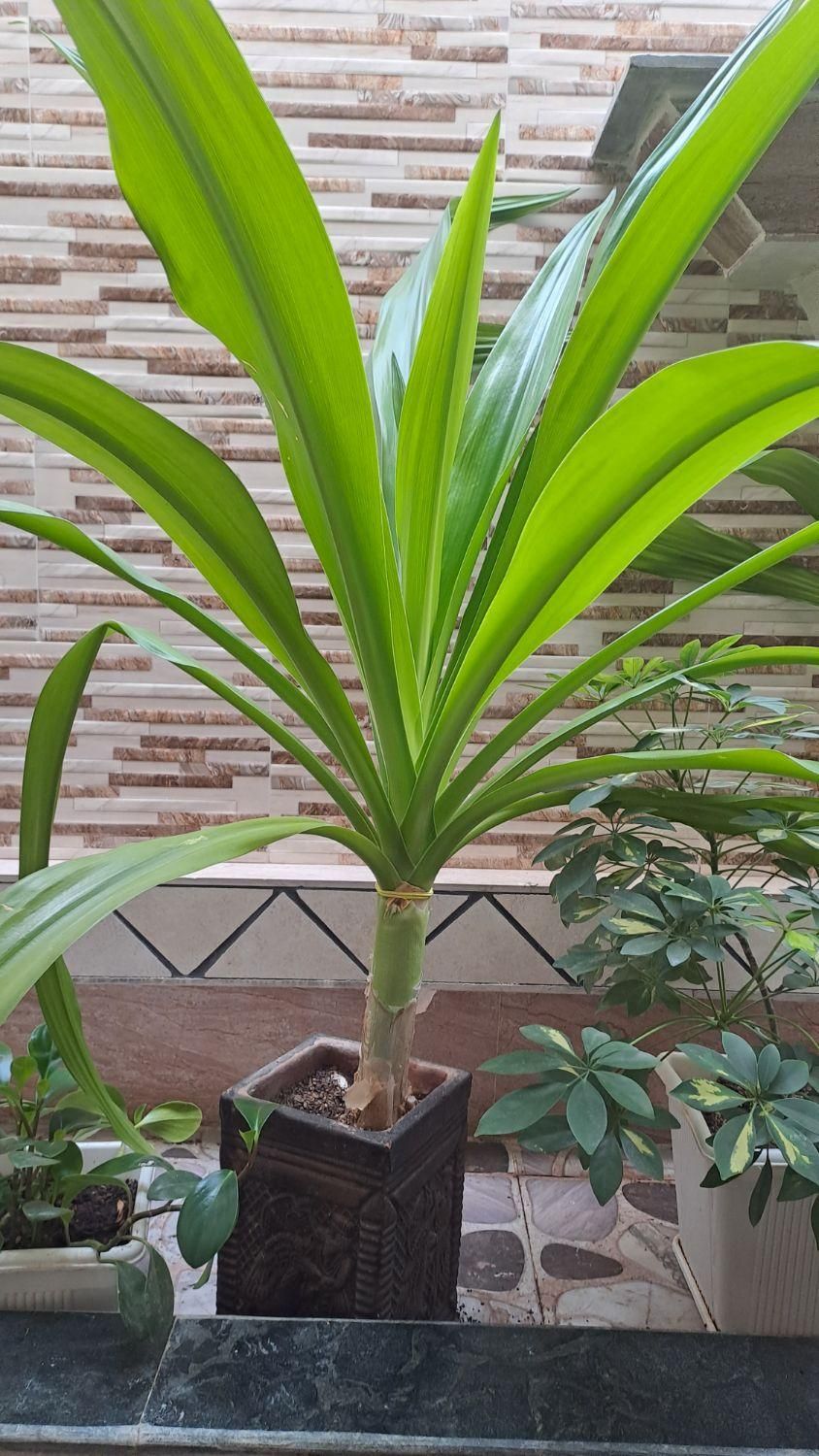 گل ذرتی|گل و گیاه طبیعی|کازرون, |دیوار