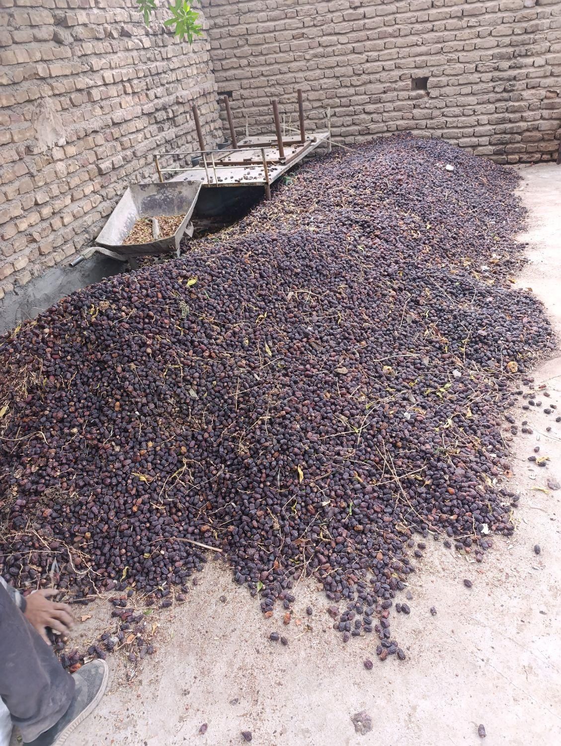 خریدار آهن ضایعات و خرما کده هستم|خدمات پیشه و مهارت|بم, |دیوار