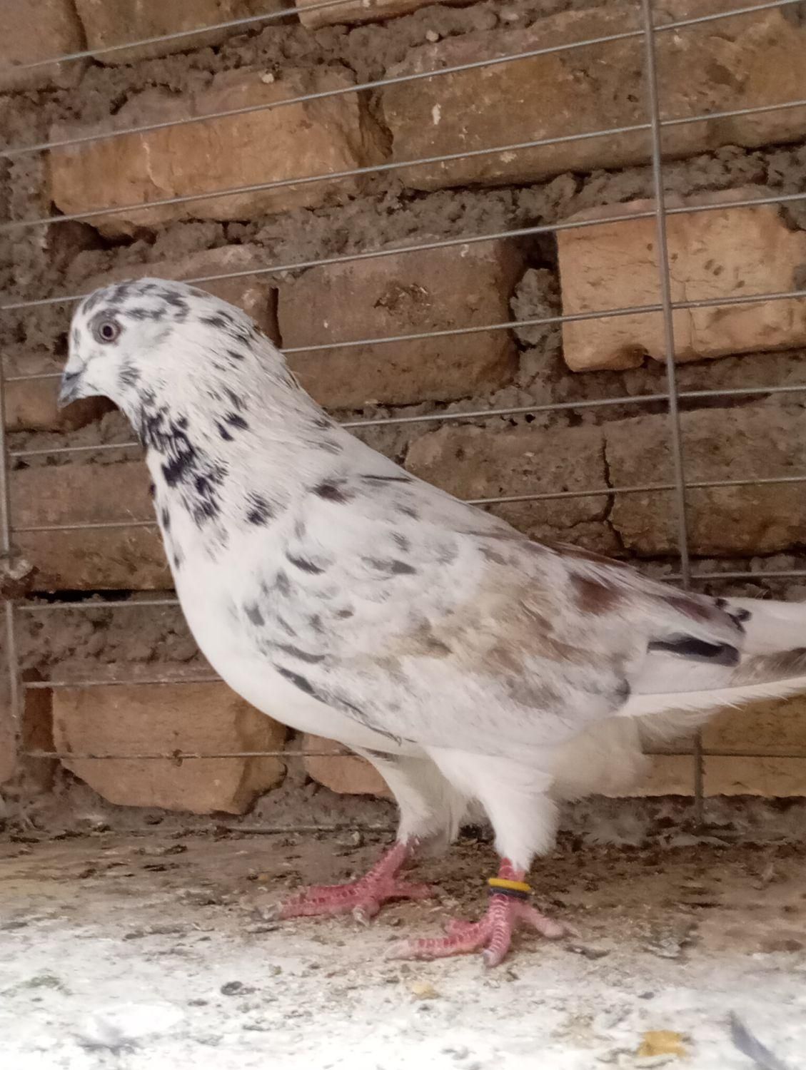 کبوتر پرشی4  سوسکی قاره دم سفید پلنگ کله دم سبز|پرنده|اصفهان, درب سیبه علیا|دیوار