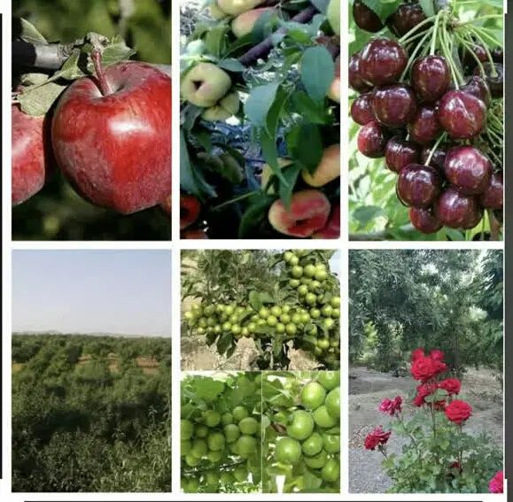 باغ فروشی کشاورزی / باغ اجاره ای ساحلی لب آب|فروش خانه و ویلا|اصفهان, خواجو|دیوار