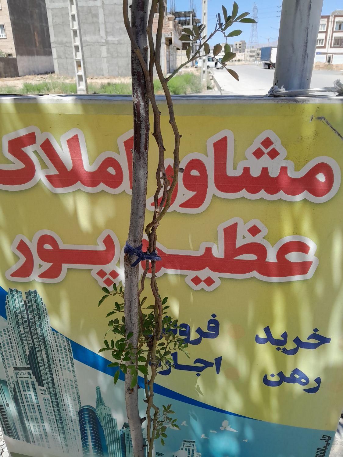 املاک عظیم پور،طبقه اول ،بزرگمهر، ۹۰ متر،۲خوابه|اجارهٔ آپارتمان|شیروان (خراسان), |دیوار
