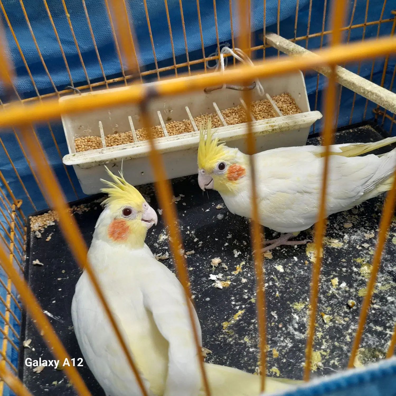 جوجه۱ماهه طوطی برزیلی با سه ماهه.عروس ۱ماهه و۳ماهه|پرنده|اسلام‌شهر, مطهری|دیوار