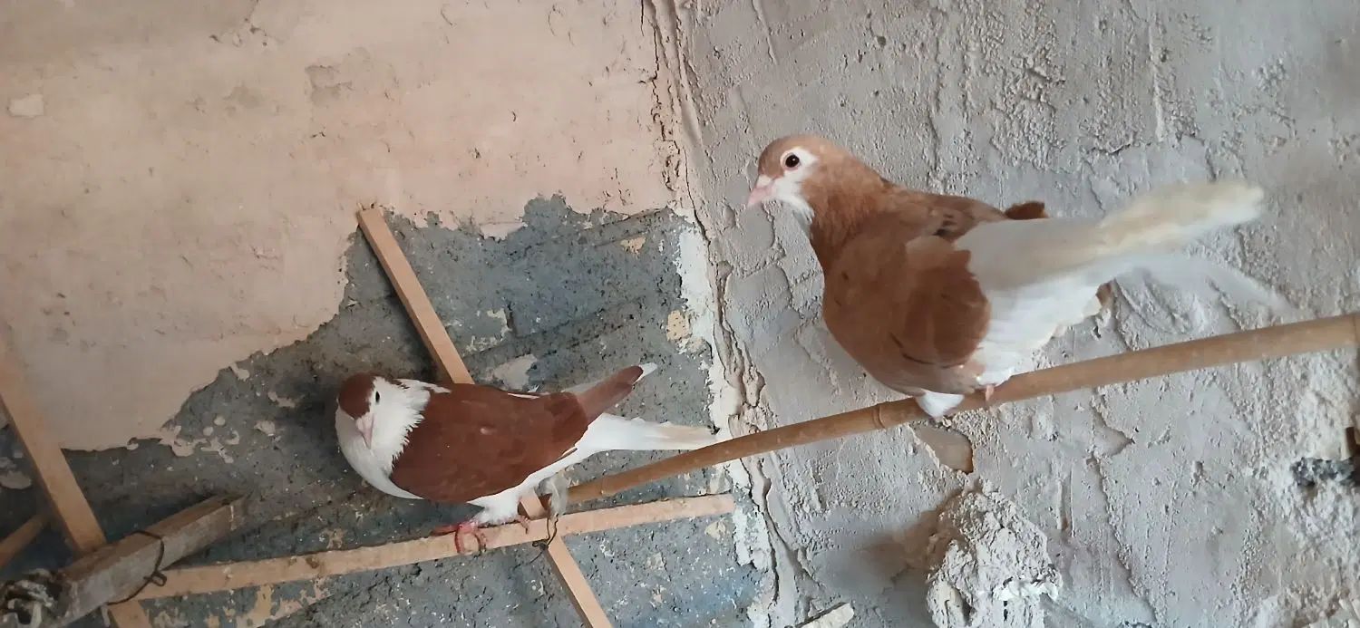 کبوتر|پرنده|مشهد, شهید جنگی|دیوار