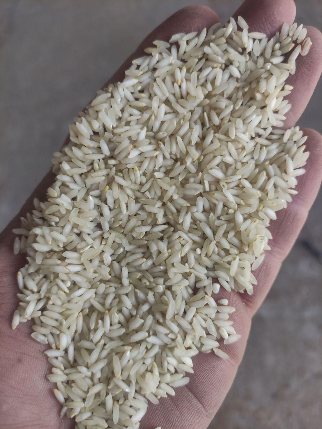 برنج میداوود معطر        اصفهان کارت کالابرگ  آزاد|خوردنی و آشامیدنی|اصفهان, رزمندگان|دیوار