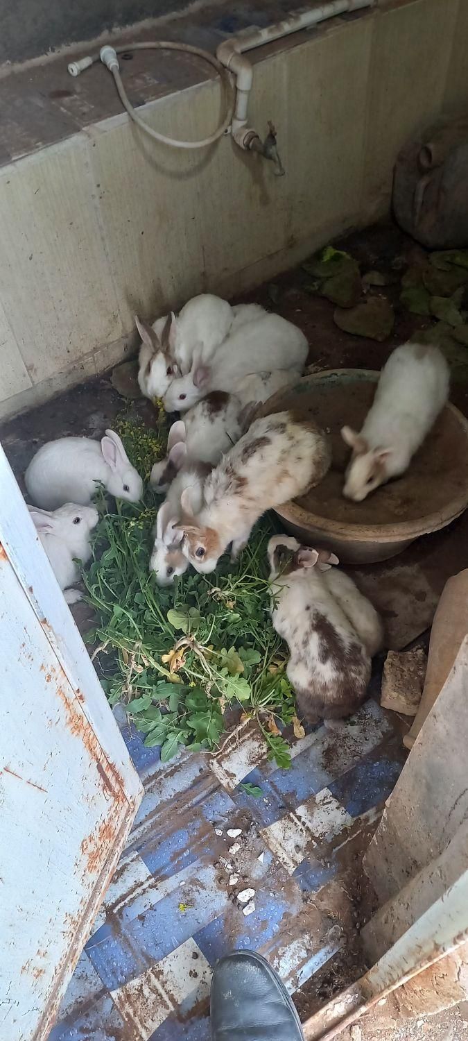 خرگوش فروشی|موش و خرگوش|آران و بیدگل, |دیوار