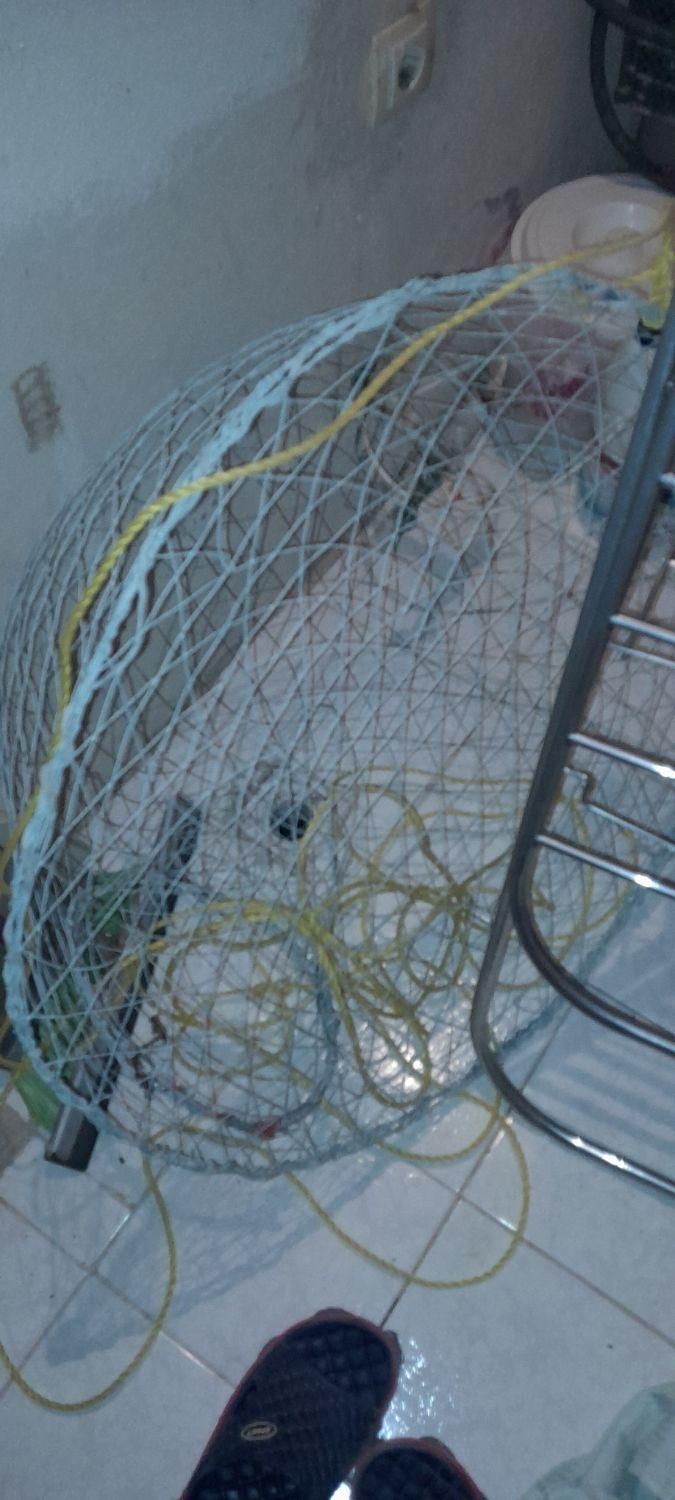 تور.  فلزی.  گرگور.  ماهی|ماهیگیری|شیراز, اصلاح‌نژاد|دیوار