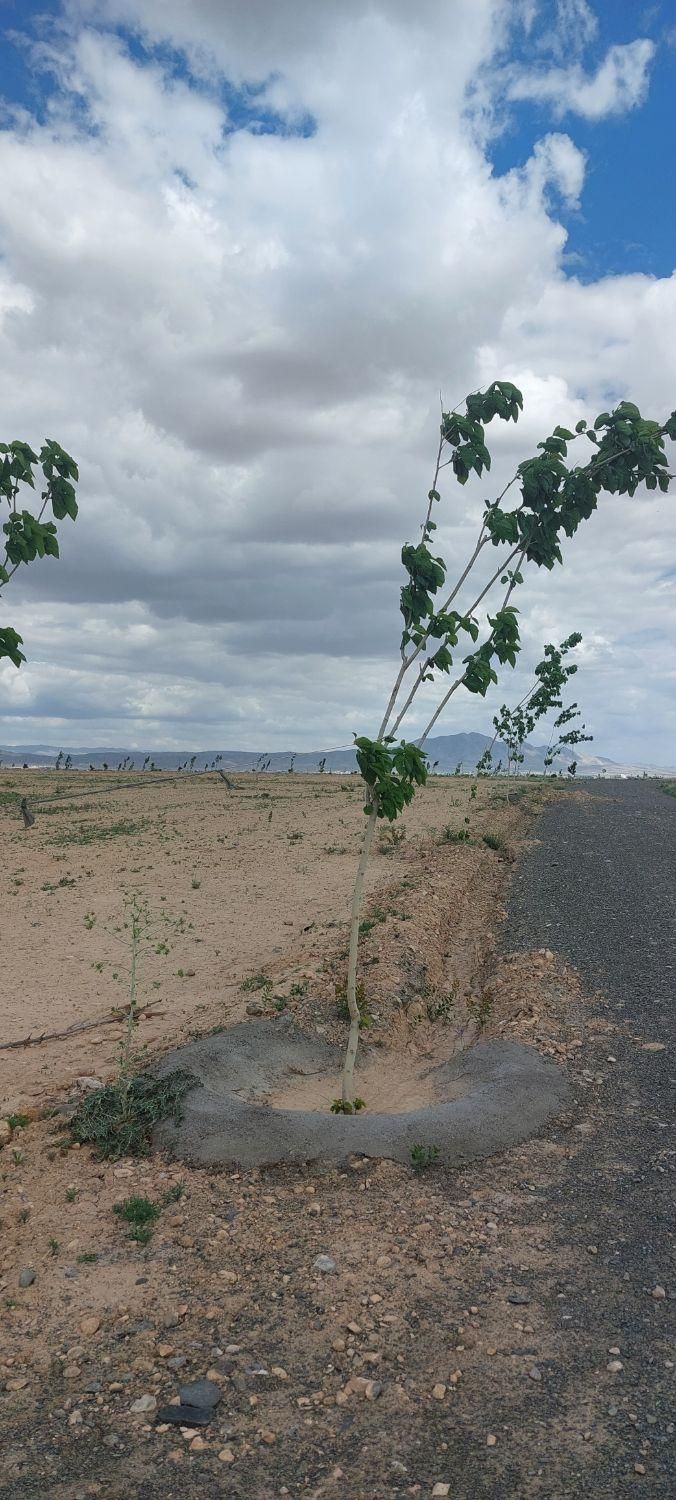 زمین هکتاری،بین روستای کلاکوب و گنبدواز|فروش زمین و ملک کلنگی|مشهد, خواجه ربیع|دیوار