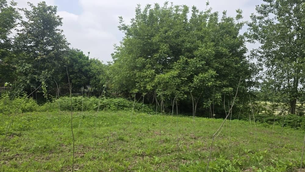 دو پلاک زمین ۲۸۲متری داخل بافت /قابل ساخت/کاسبی|فروش زمین و ملک کلنگی|لشت نشا, |دیوار