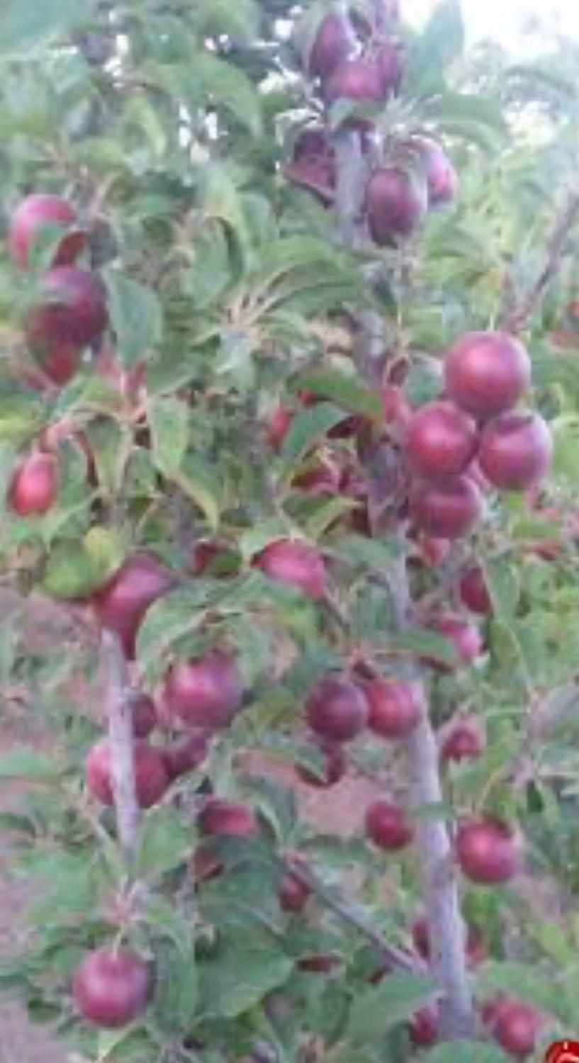 باغچه سنددار|فروش زمین و ملک کلنگی|چهاردانگه (تهران), |دیوار