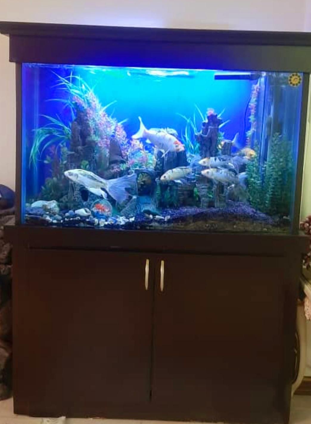 آکواریوم ماهی تمیز و سالم کرج مارلیک|ماهی|کرج, چمران|دیوار