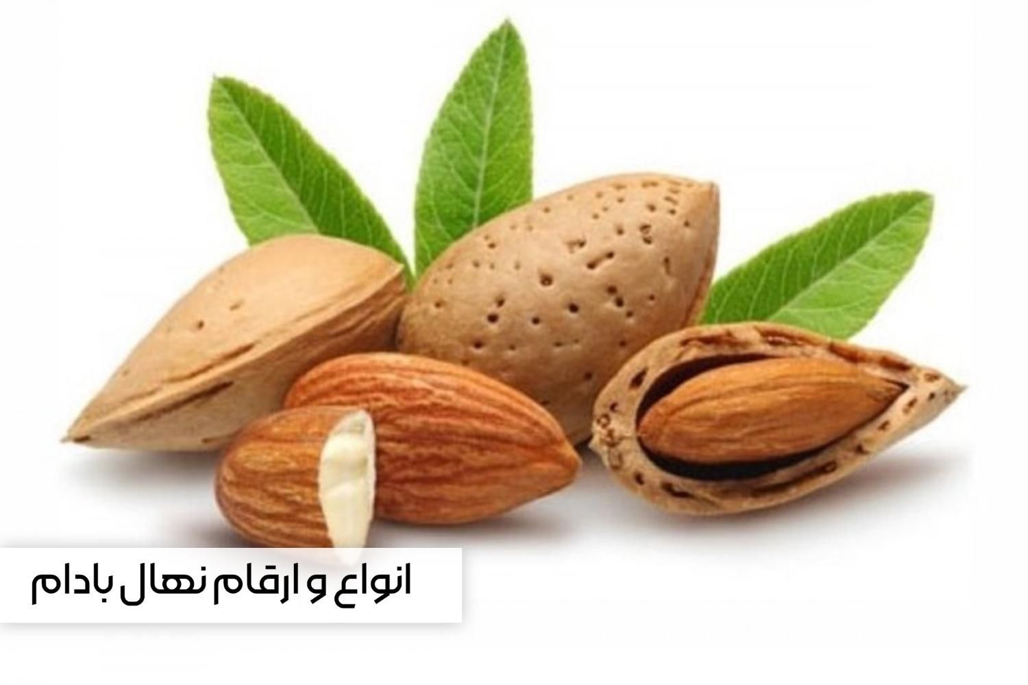 خرید مستقیم نهال از تولیدکننده، بدون واسطه|خدمات باغبانی و درختکاری|ارجمند, |دیوار