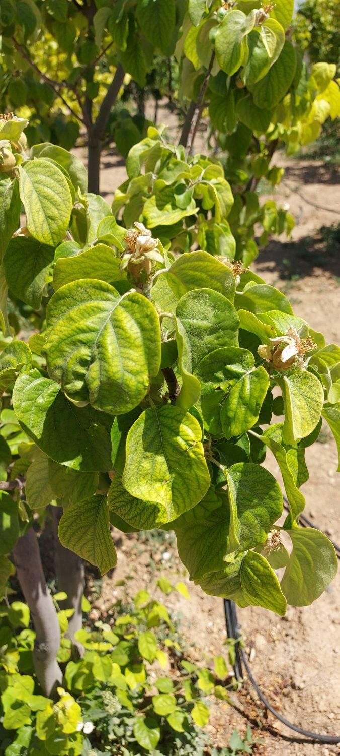 اصلاح خاک و درختها وبرگها و زمینهای زراعی|خدمات باغبانی و درختکاری|اصفهان, باغ فدک|دیوار