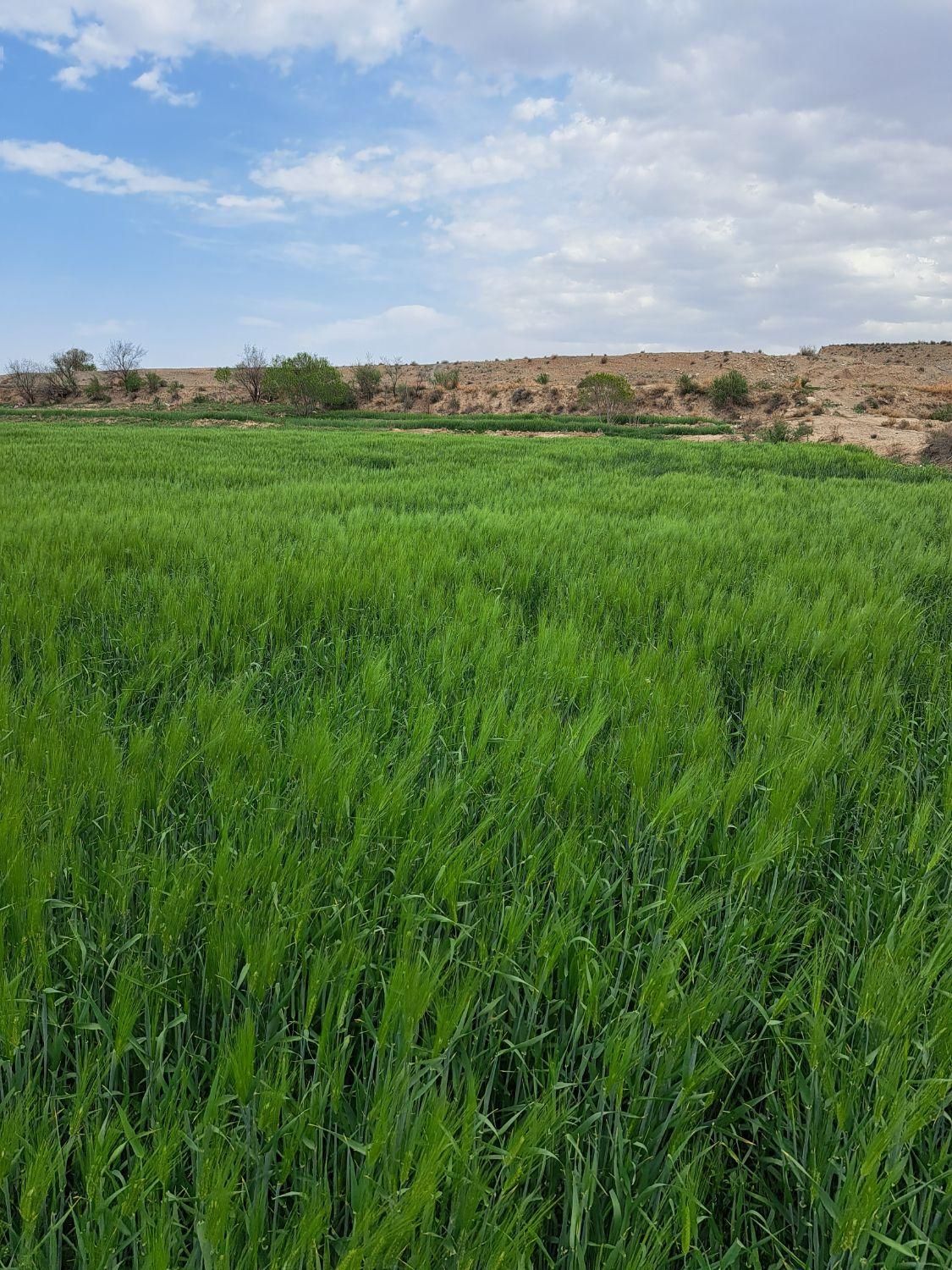 فروش زمین ۴ هکتار در پردیسان|فروش زمین و ملک کلنگی|قم, پردیسان|دیوار