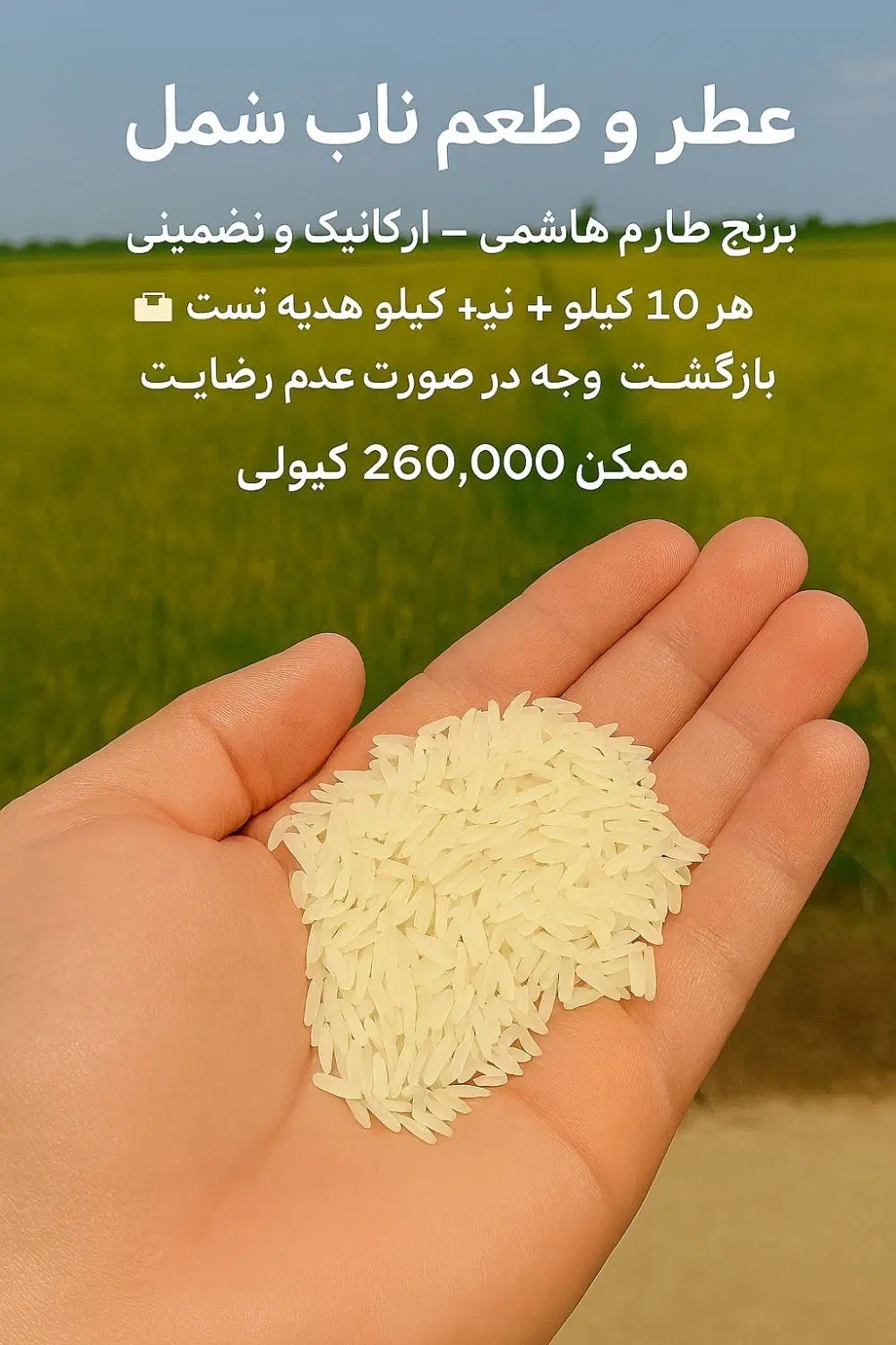 برنج طارم هاشمی با تضمین برگشت کالا|خوردنی و آشامیدنی|تهران, آشتیانی|دیوار