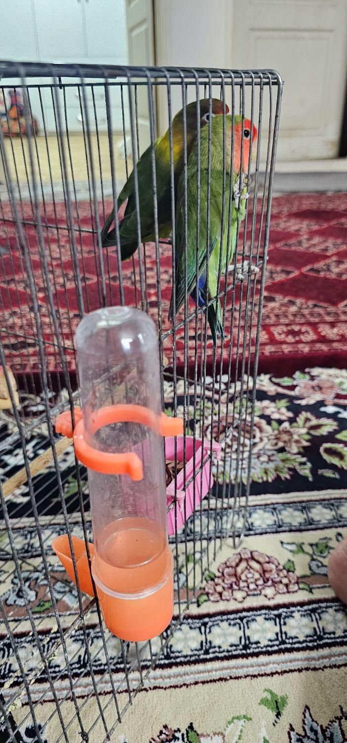 طوطی|پرنده|بومهن, |دیوار