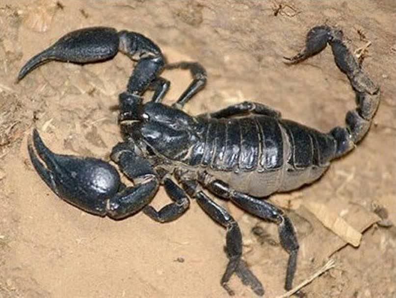 سمپاشی سم پاشی ضدعفونی پردیسان قم شبانه روزی|خدمات نظافت|قم, زنبیل آباد|دیوار