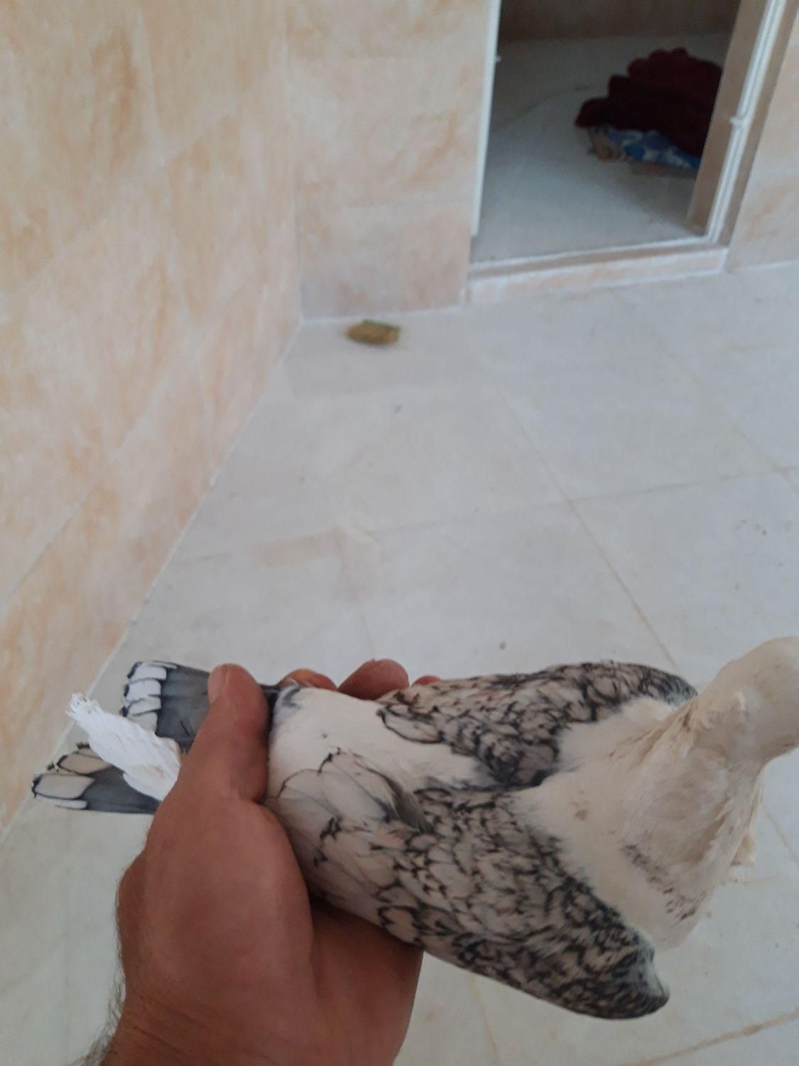 ساتن بلژیکی افریکن|پرنده|صدرا-فارس, |دیوار