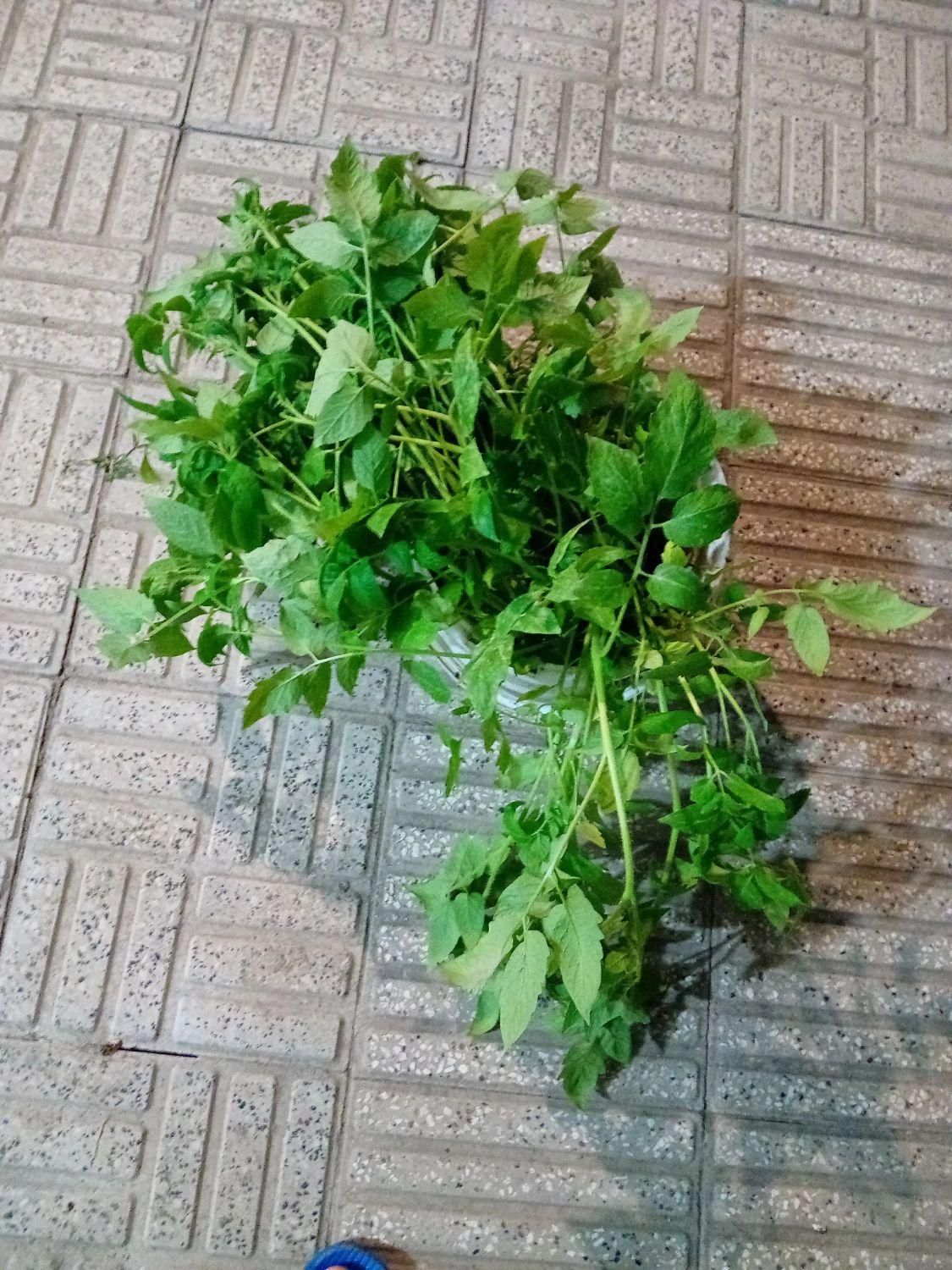 نهال گوچه فرنگی بزرگ|گل و گیاه طبیعی|رامیان, |دیوار
