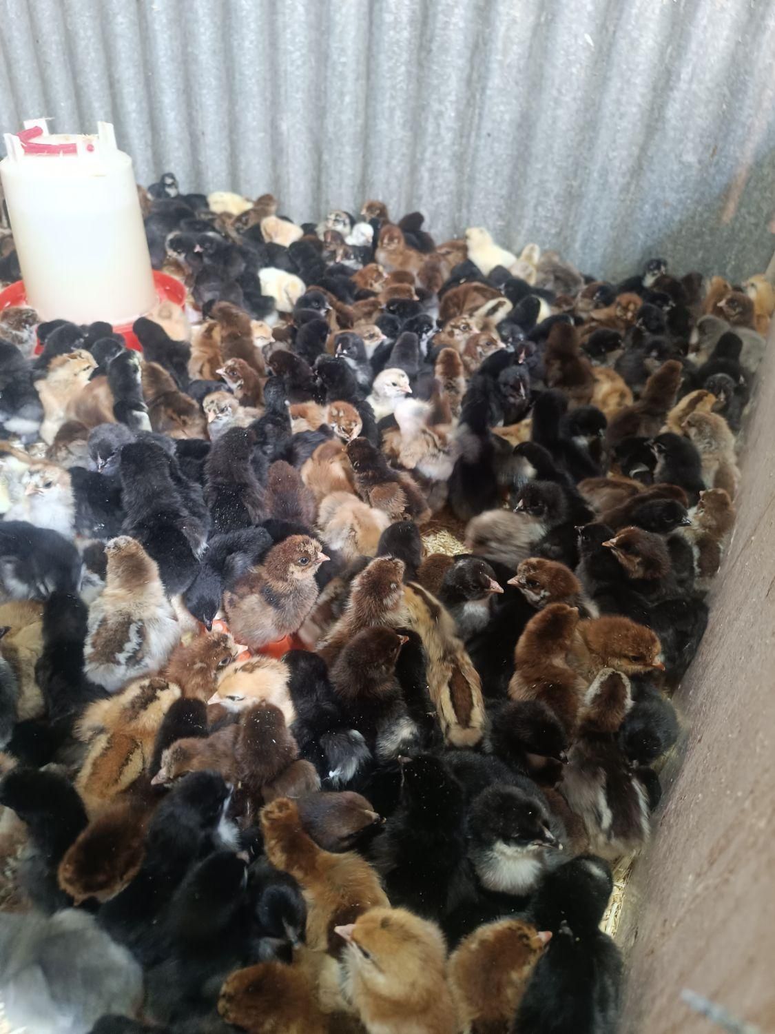 پخش و فروش جوجه محلی 10روزه واکسینه شده|حیوانات مزرعه|رفسنجان, |دیوار