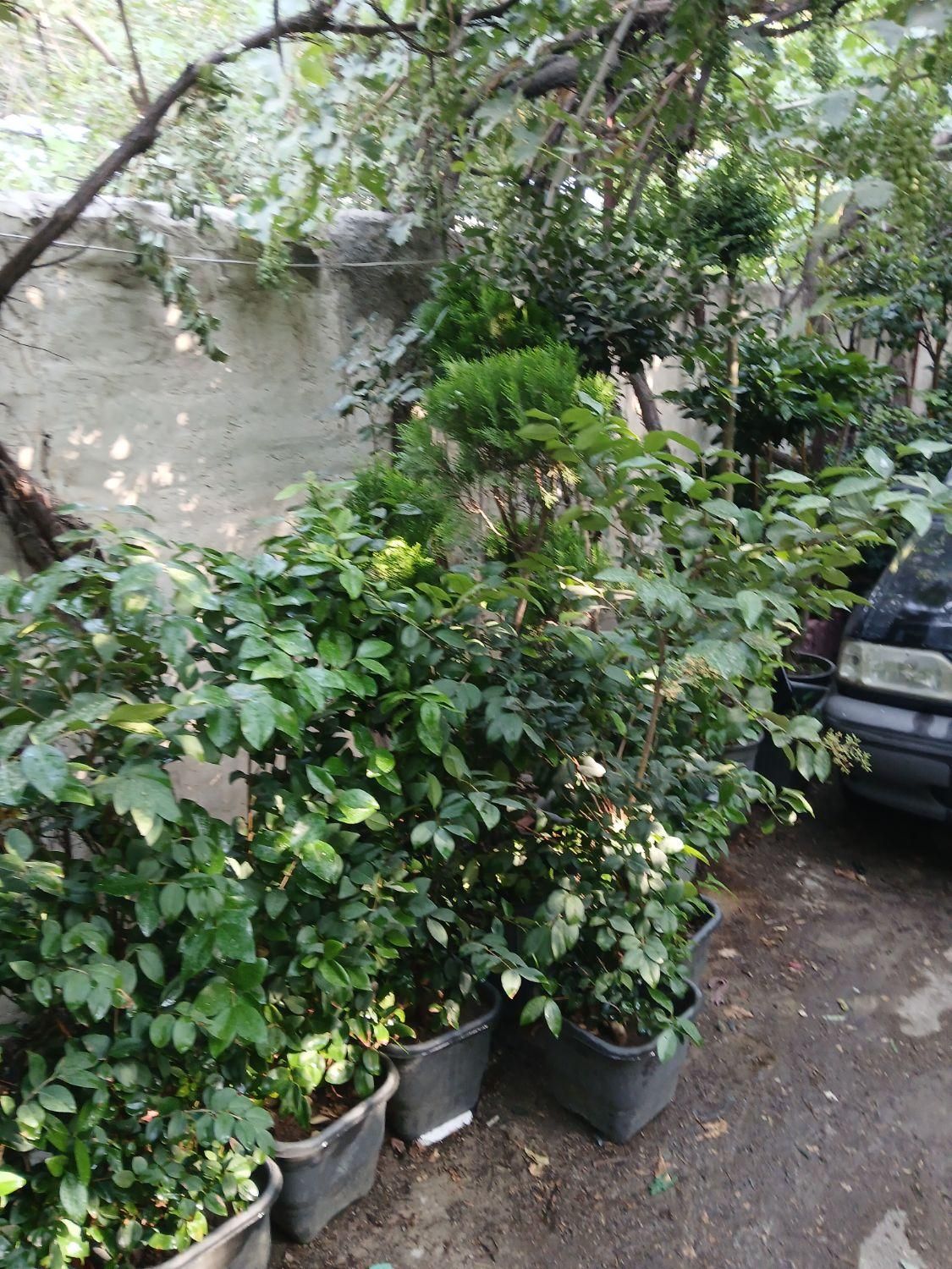 گل و گیاه باغچه ای و آپارتمانی و نهال و شمشاد|گل و گیاه طبیعی|پردیس, سیاه سنگ|دیوار