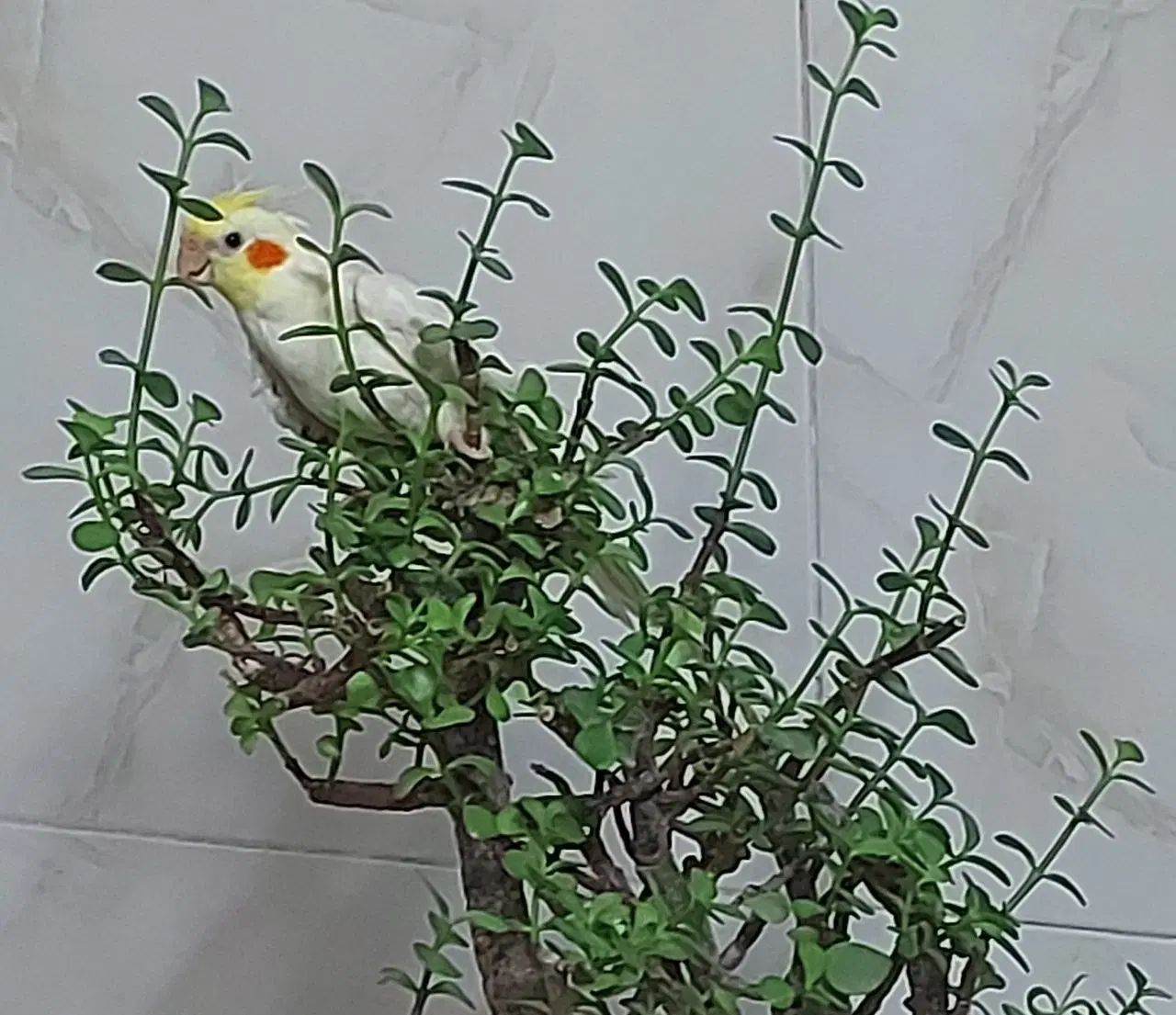 عروس هلندی گم شده|پرنده|اصفهان, ملک|دیوار