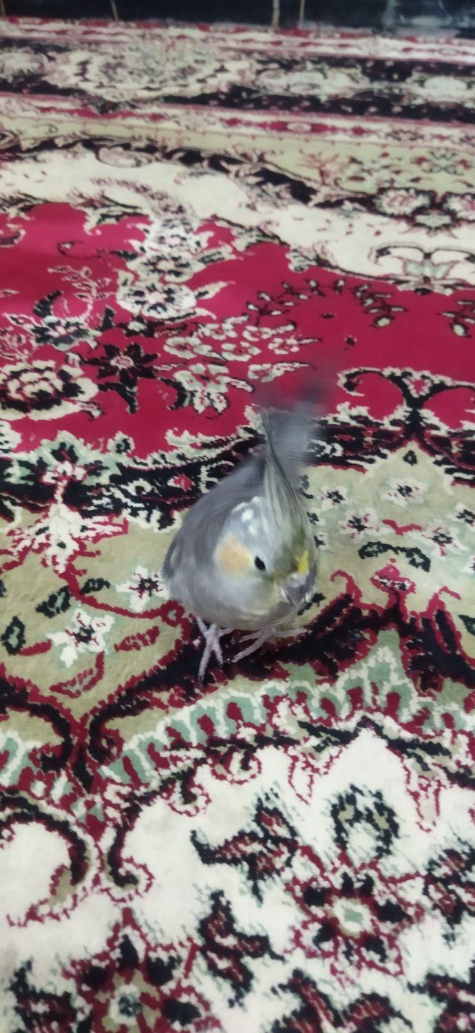 عروس هلندی نر بالغ|پرنده|تربت جام, کاریز نو سفلی|دیوار
