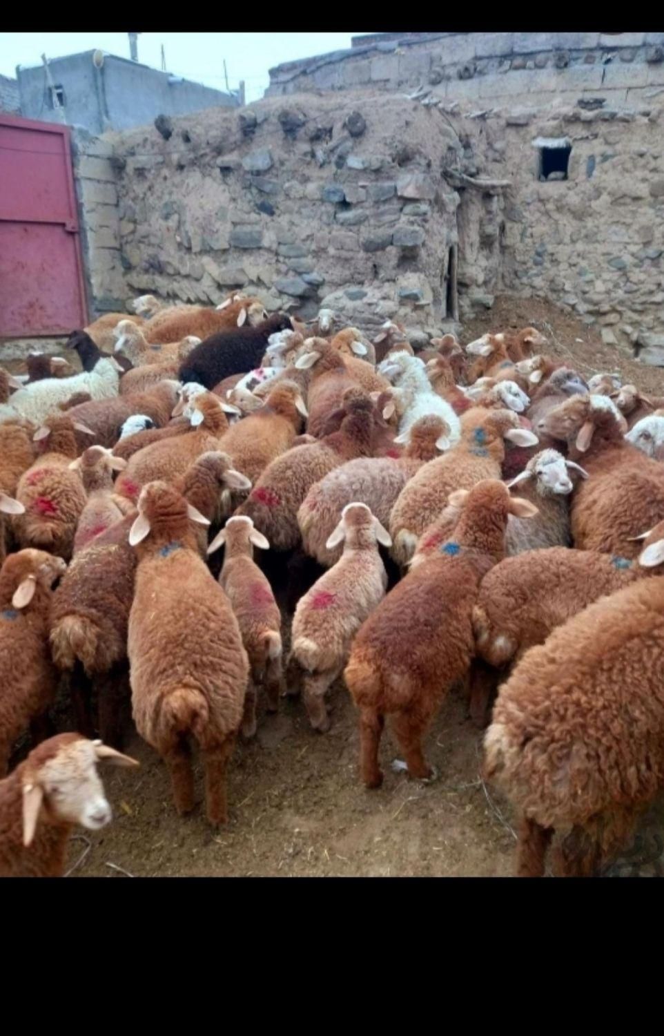 گوسفنده زنده در اسلامشهر وتمام نقاط تهران|حیوانات مزرعه|اسلامشهر, |دیوار