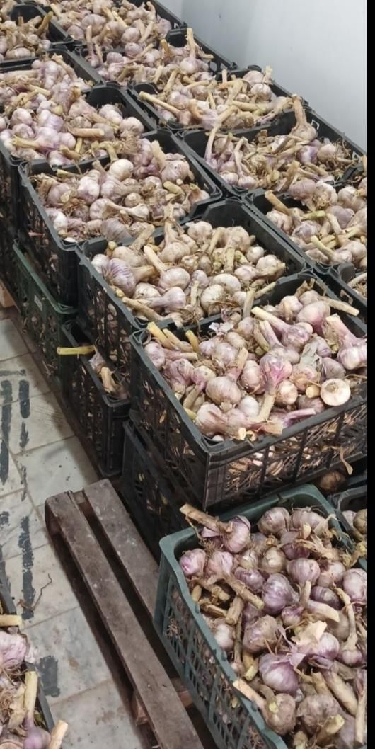 جهت سرت کردن و بسته بندی سیر در سبد5کیلویی|استخدام صنعتی، فنی، مهندسی|همدان, |دیوار