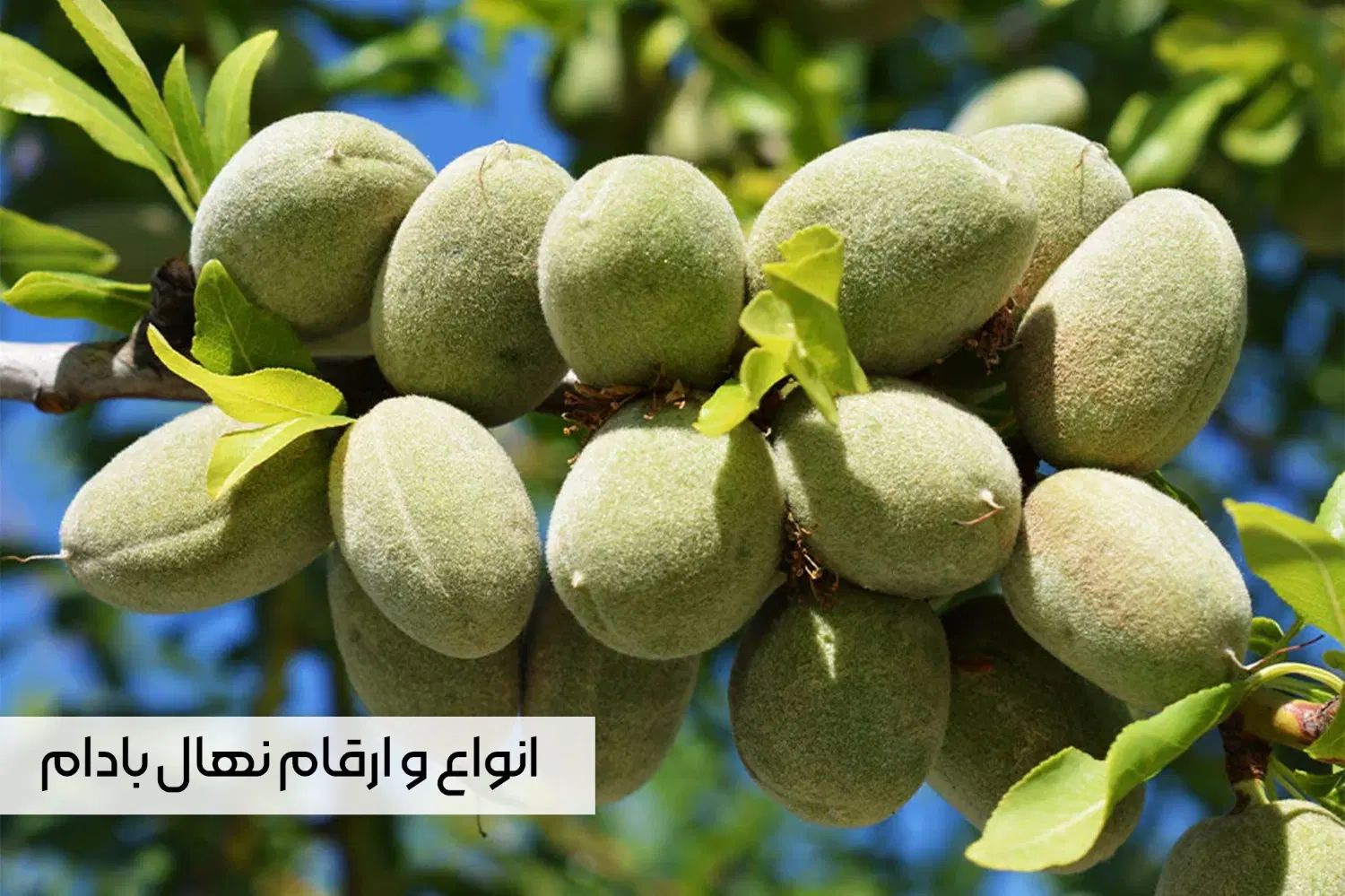 نهال گردو چندلر خوشه ای صادراتی با ارسال فــوری|گل و گیاه طبیعی|تبریز, |دیوار