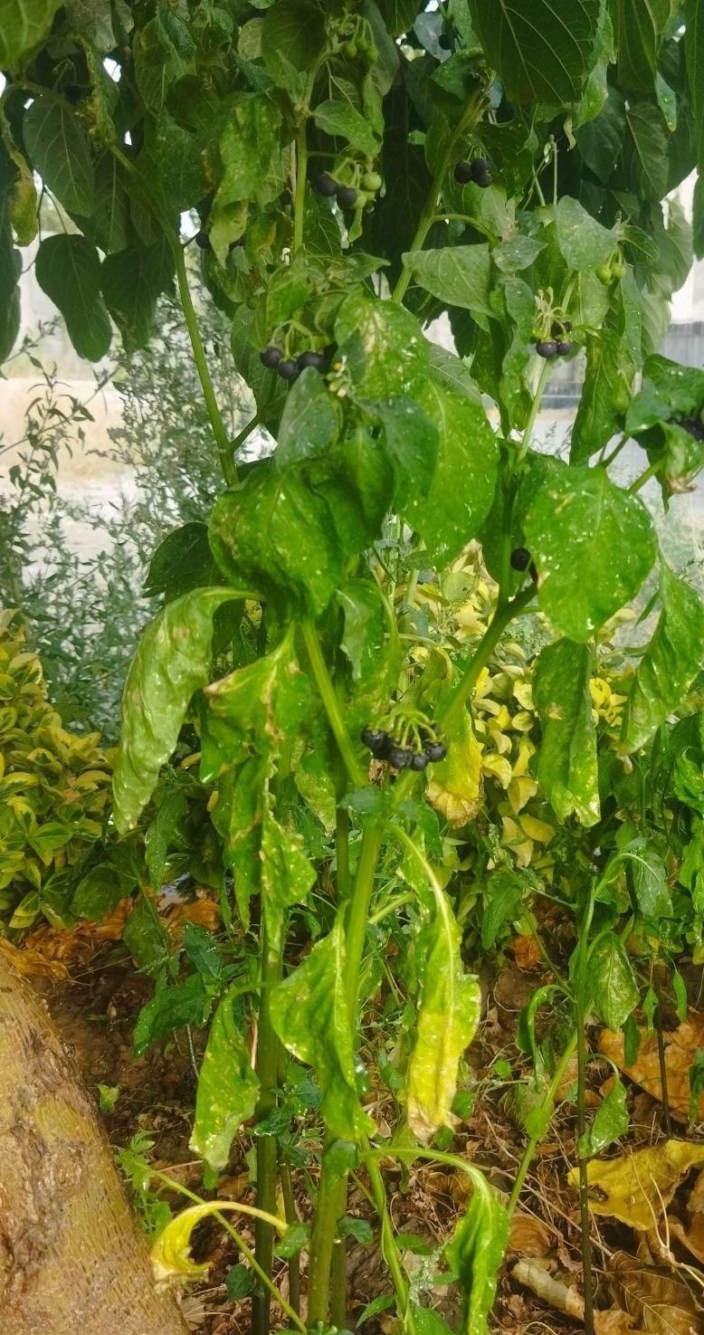شهرک آزادی.جنب تره بار.ویلایی نقلی|فروش زمین و ملک کلنگی|تهران, شهرک آزادی|دیوار