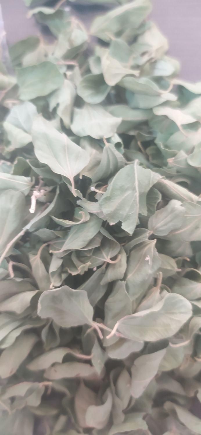 خریدار برگ سدر (کنار)|خدمات باغبانی و درختکاری|دزفول, |دیوار