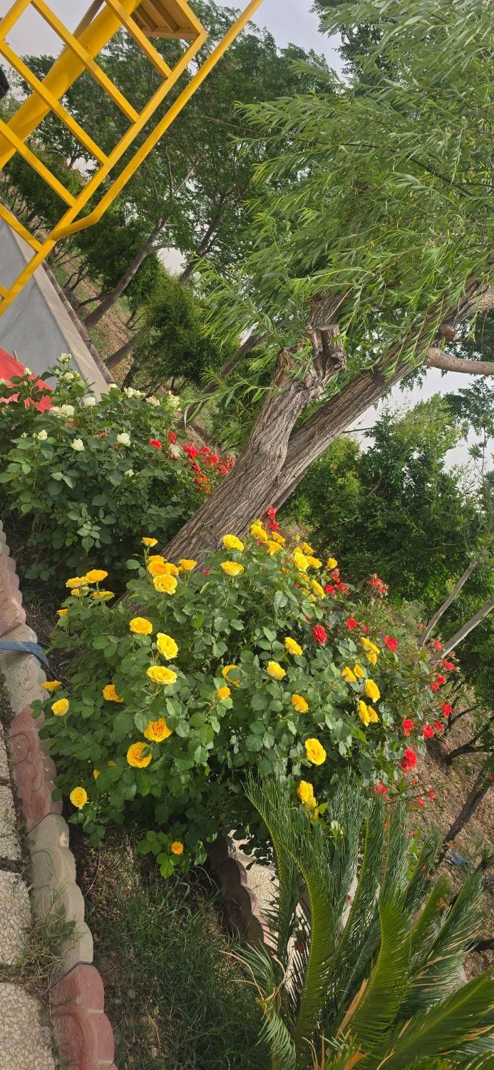 فروش باغ از ۵۴۰۰ متری سند دار|فروش خانه و ویلا|شریفآباد, |دیوار