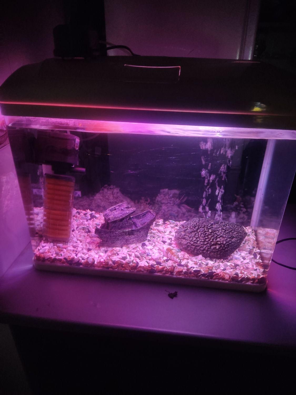 آکواریوم بهمراه لوازم|ماهی|لاهیجان, بازکیاگوراب|دیوار