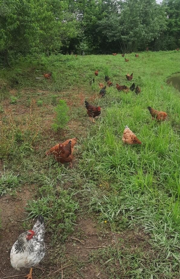 تخم مرغ محلی|خوردنی و آشامیدنی|رشت, پسیخان|دیوار