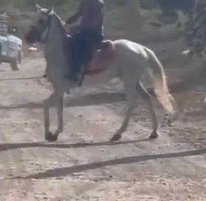 مادیان سفید درشت دو ماه ابستن از نریان کرد|اسب و تجهیزات اسب‌سواری|ساوه, |دیوار