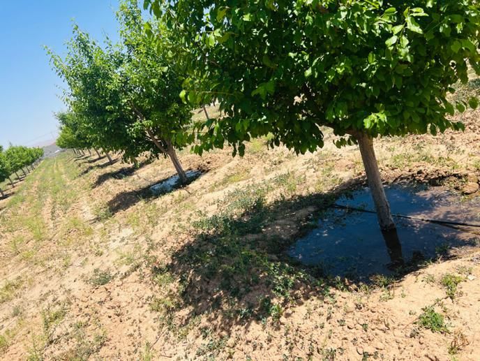زمین دور دیوارسندملکی گوارشک شاهنامه دیاکو فرماینه|فروش خانه و ویلا|مشهد, توس فردوسی|دیوار