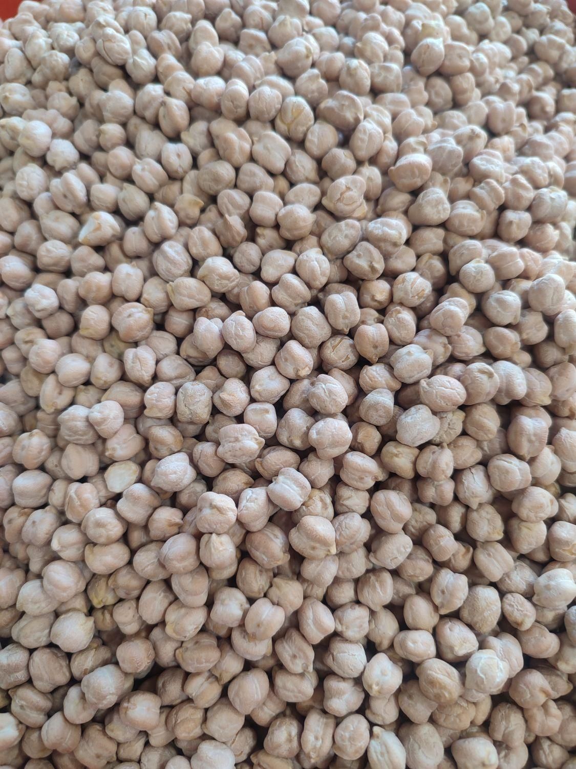 پخش عمده انواع نخود|عمده‌فروشی|کرج, عظیمیه|دیوار