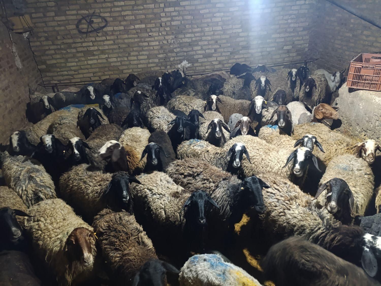 60راس پرواردرجه یک میش وشیشک قربان|حیوانات مزرعه|قزوین, |دیوار